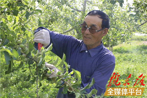 庆阳苹果树新闻庆阳苹果果真好宣传片-第1张图片-亚星国际官网