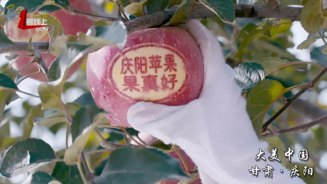 庆阳苹果树新闻庆阳苹果果真好宣传片-第2张图片-亚星国际官网